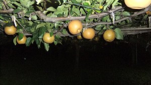 夜の梨畑