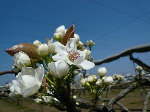 梨の花真っ盛り
