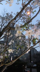 2016.03.30の都内の桜