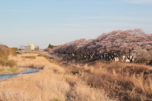 浪江町の桜