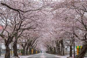 有名な富岡町夜ノ森の桜